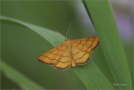 <p>ŽLUTOKŘÍDLEC ZLATOŽLUTÝ (Idaea aureolaria) jižní Morava --- /Goldgelber Magerrasen-Zwergspanner/</p>